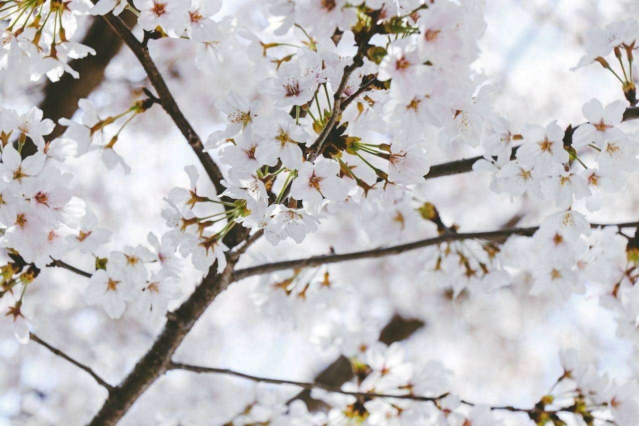 清明│有多少细雨纷纷落下,就有多少思念袅袅升腾_qing_the_day