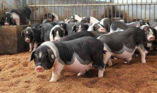 原创明朝下令全国猪改名字差点让猪变成国宝今一省仍沿用明代猪名