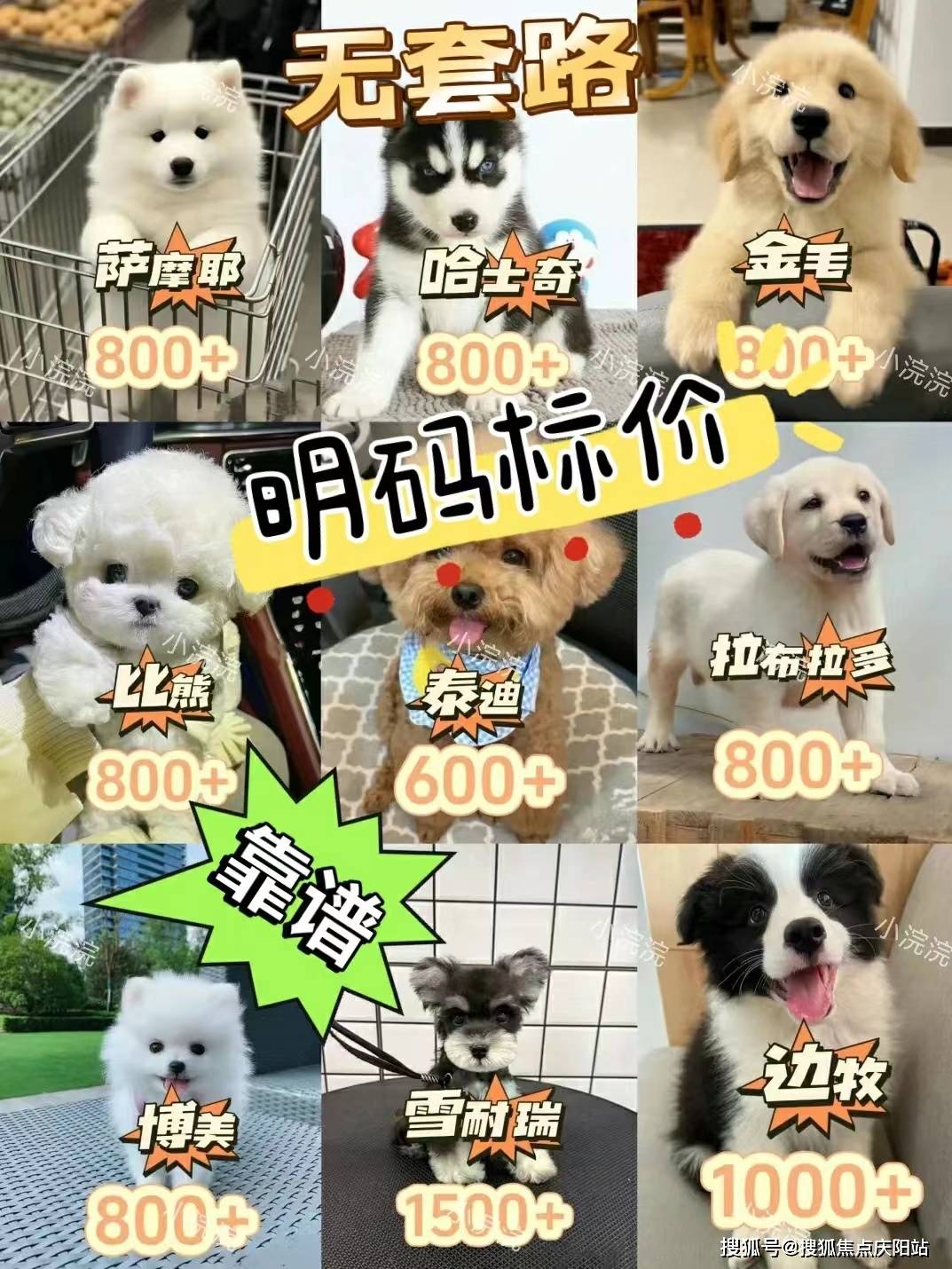 边牧犬多少钱一只图片