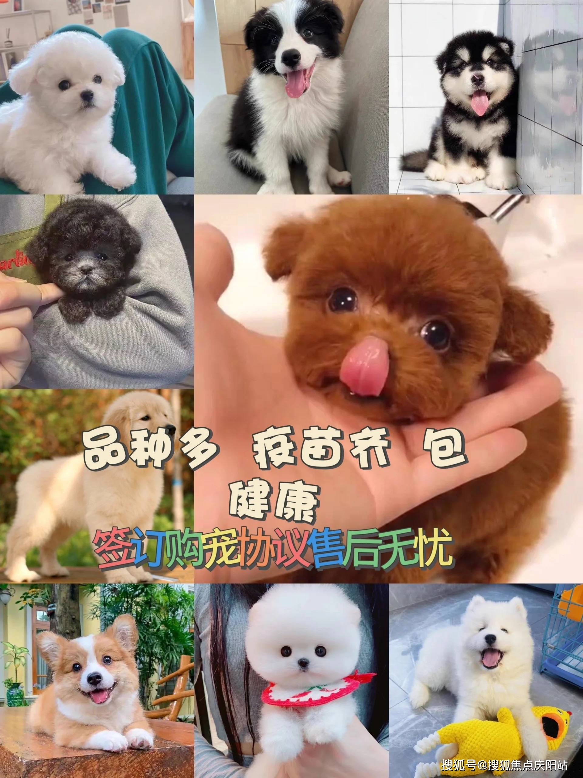 泰迪犬多少钱一只?图片