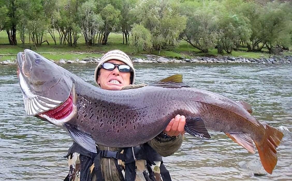 在那之后,有人曾看到巨大的浪花,浪花下有个红色的影子,这和"哲罗鲑"