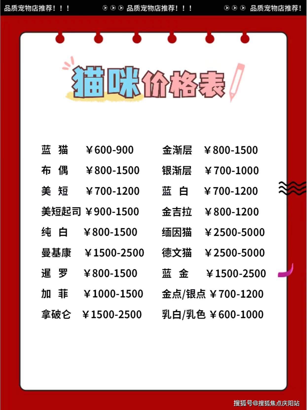 我们也同样出售各种猫咪,例如清新的蓝猫,极具魅力的蓝白,富有金属