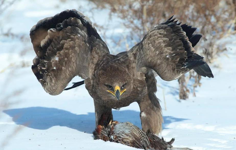 原创原创故事2012年东北一金雕追杀一村民查出真相后村民被判刑