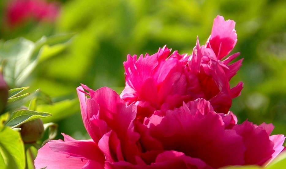 浅谈唐代推崇牡丹的成因及影响_唐朝_时期_栽培