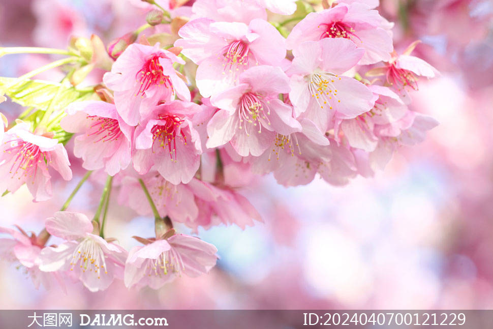 春天盛开的花朵图片素材_photo_html_com