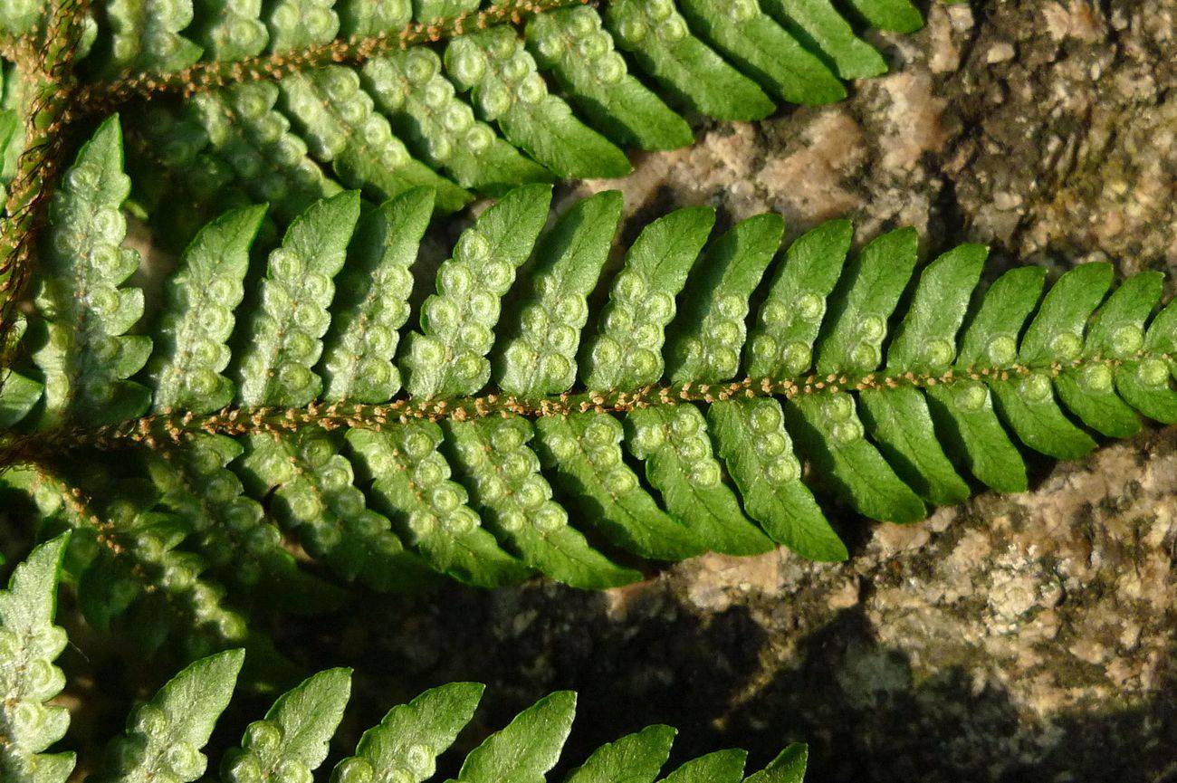 我见到的山东本土野生植物(29)两色鳞毛蕨