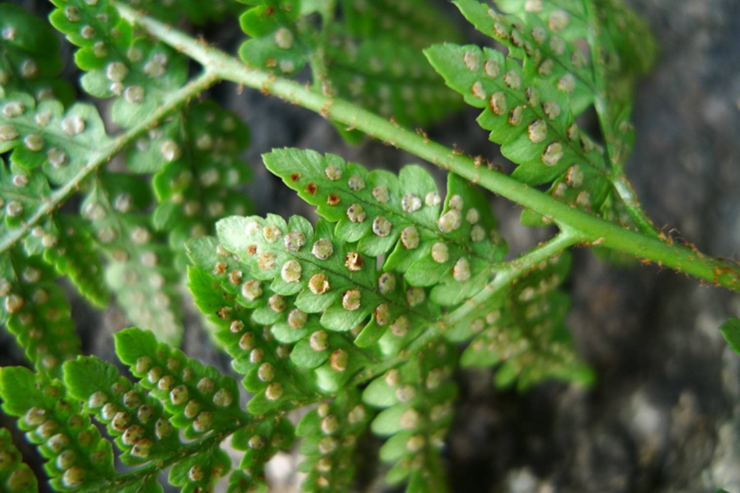 我见到的山东本土野生植物(29)两色鳞毛蕨