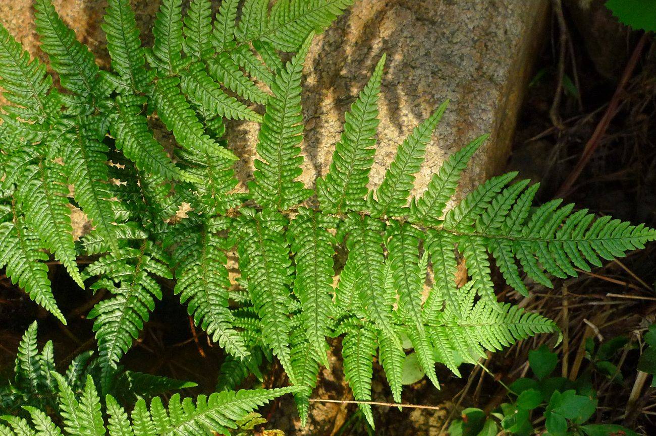 我见到的山东本土野生植物(29)两色鳞毛蕨