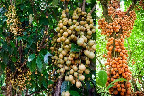 酸丫果忘不掉的儿时味道
