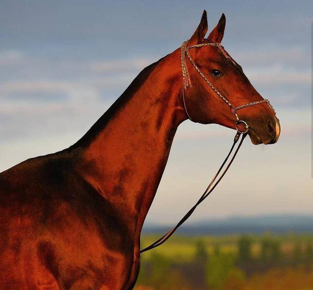 为一匹宝马不惜数万将士殒命,汉武帝亲手用鲜血染红的汗血宝马_汉军_