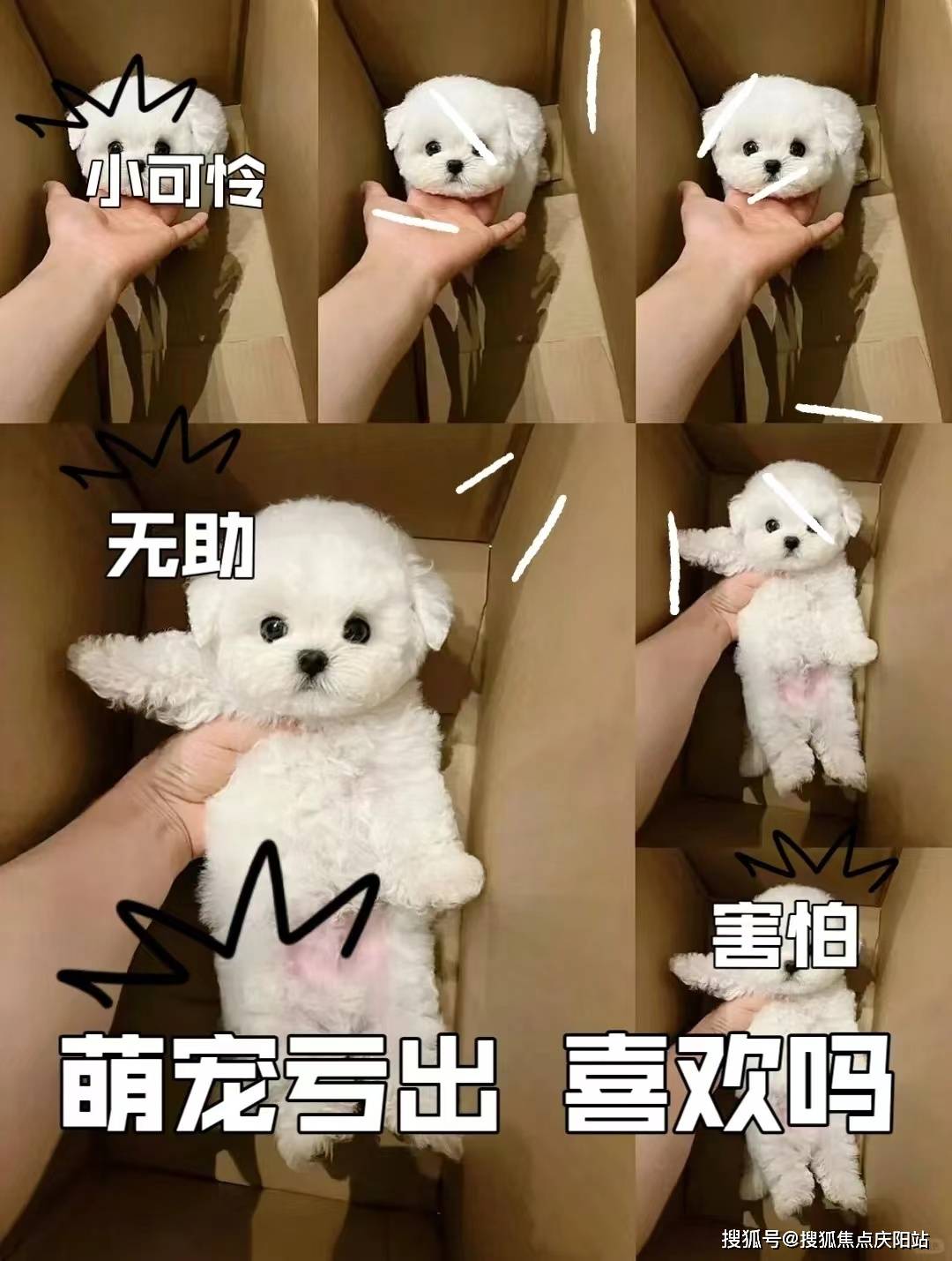 东莞柴犬宝宝首页网站东莞柴犬宝宝多少钱一只买丨柴犬宝宝多少钱一只
