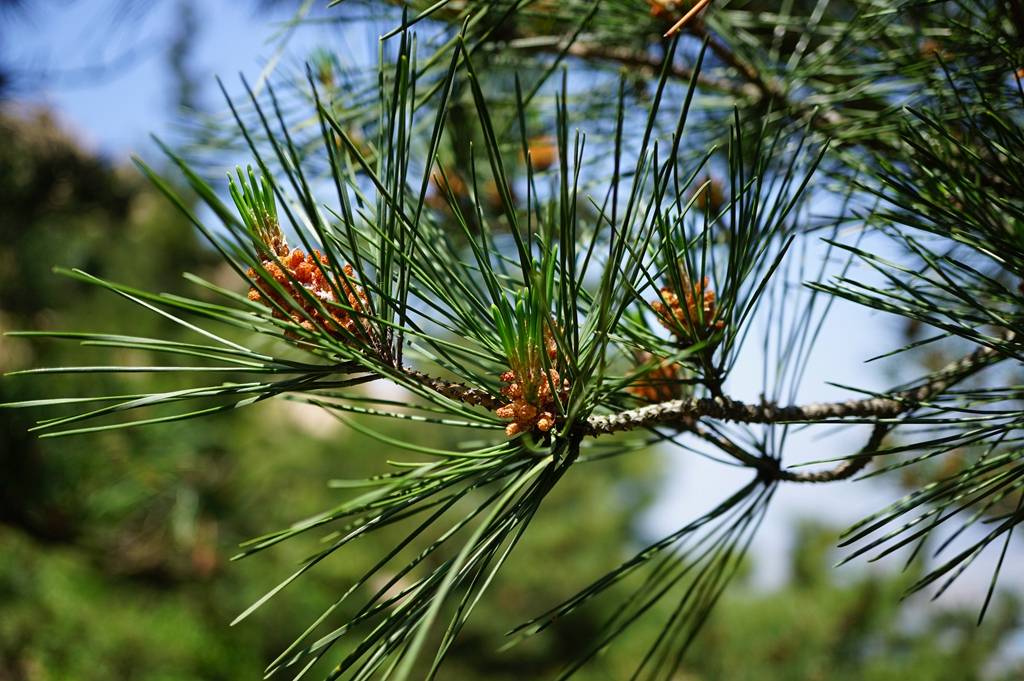 我见到的山东本土野生植物