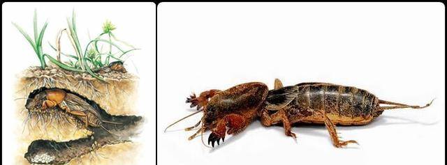 原创考古甘肃史前房址的交胫图男人腰间别的棍答案让人困惑