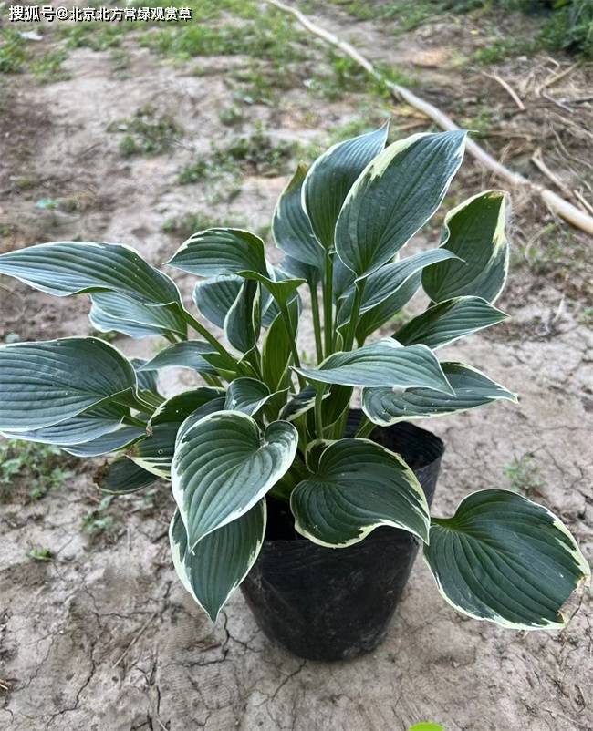 法兰西玉簪的种植优势及优点北方常绿基地告诉你