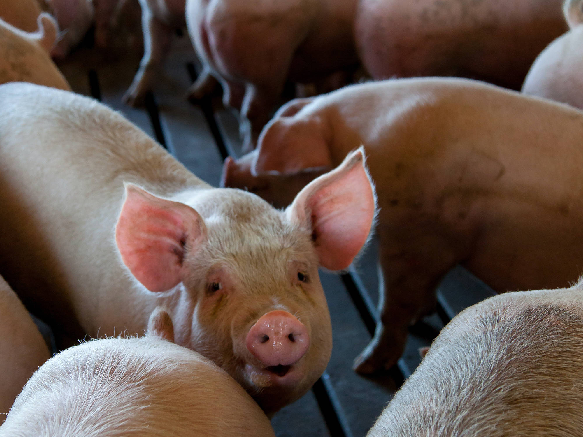 养猪人离小米su7有多远