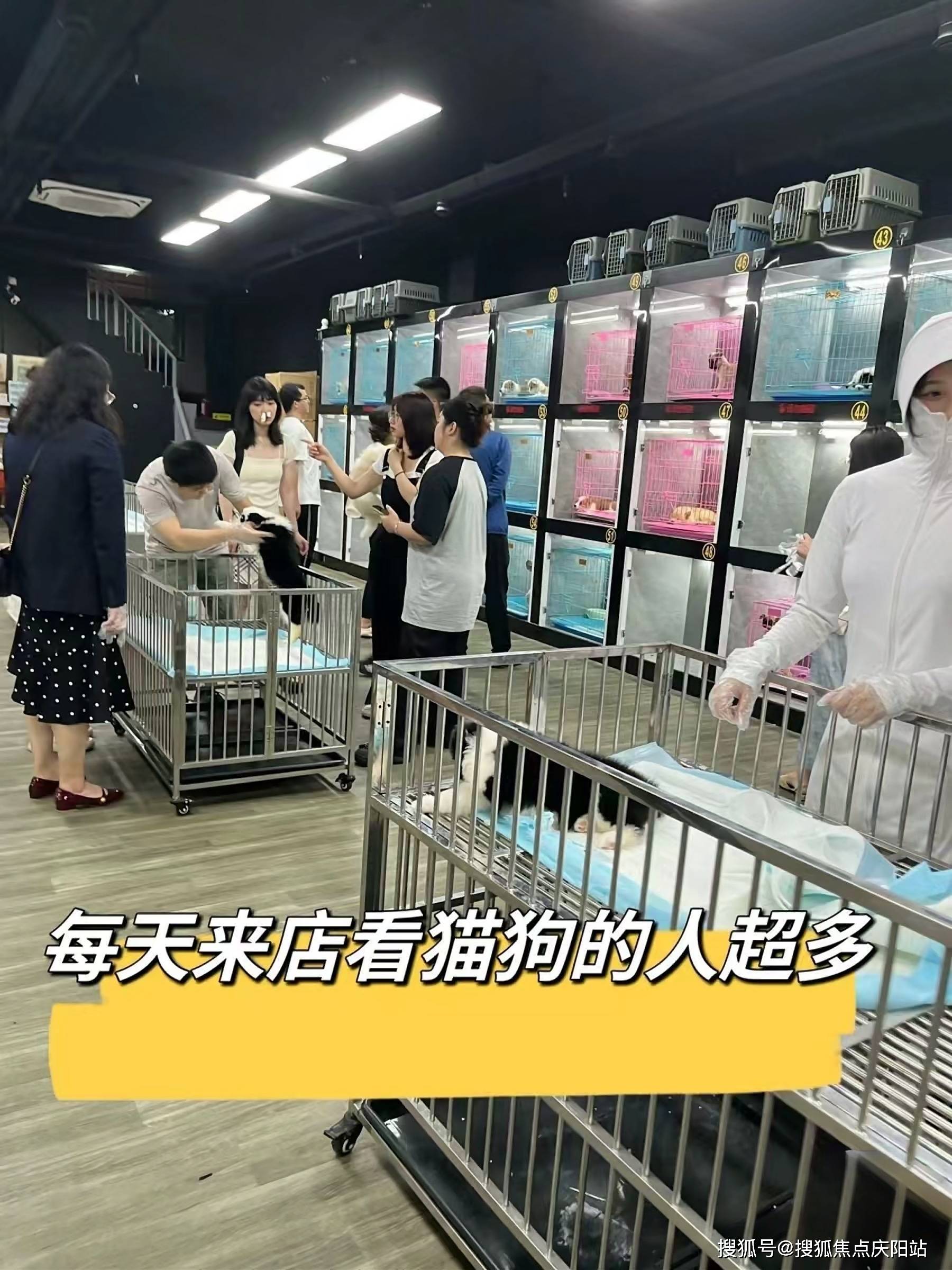 买宠物首页网站宁波镇海区最大的宠物市场在哪里