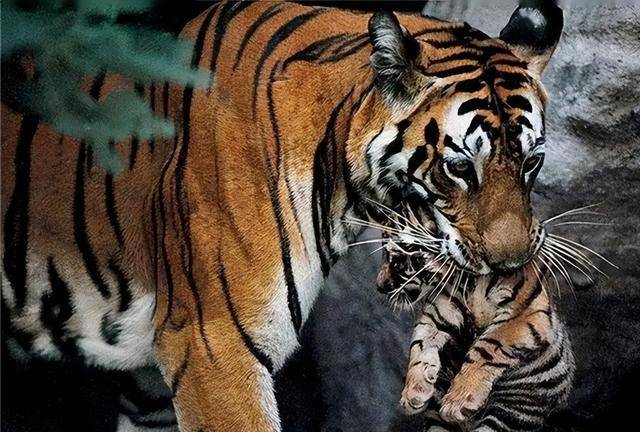 原创彪是什么能轻松捕杀猛虎2005年后我国只拍到其3次身影