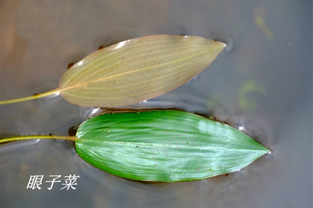 我见到的山东本土野生植物(39)眼子菜