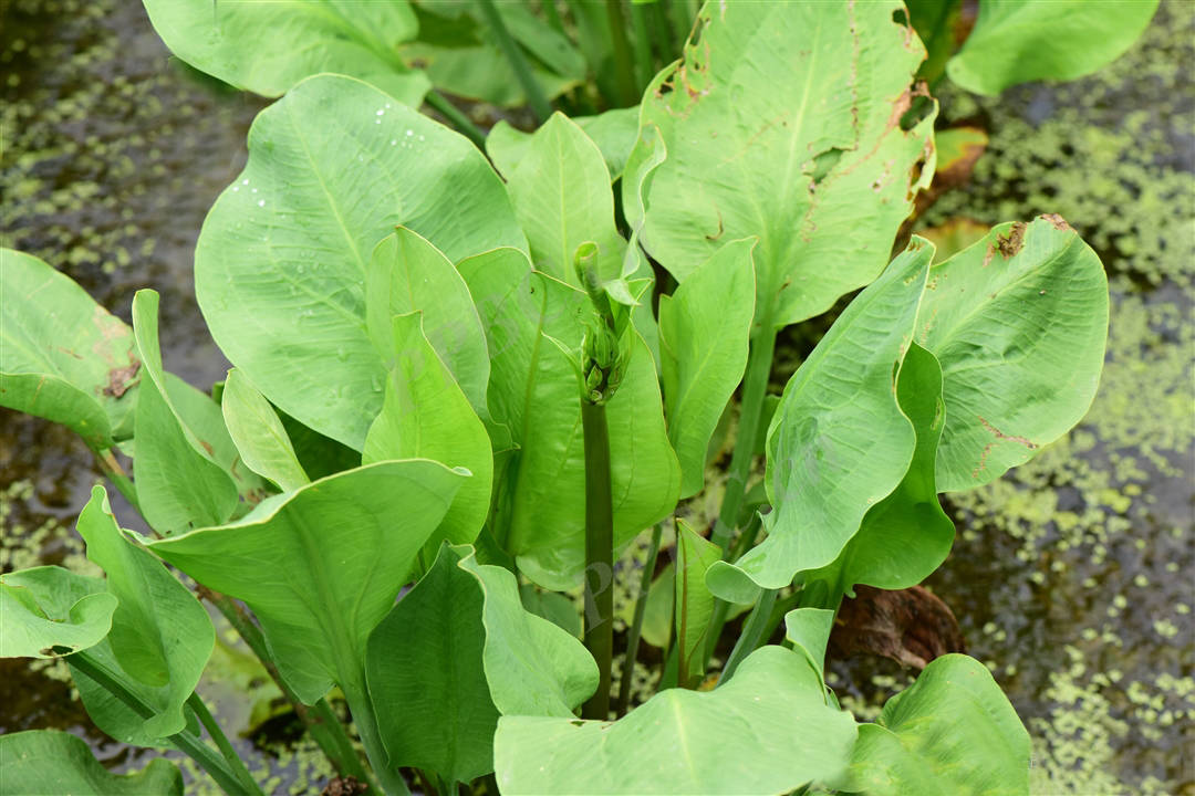 我见到的山东本土野生植物