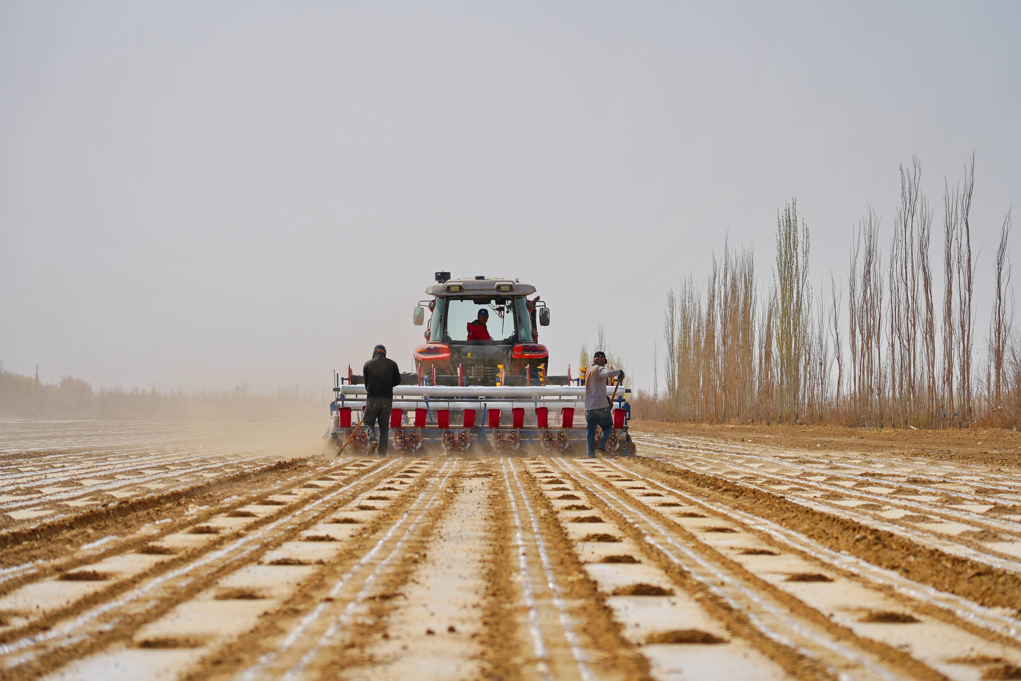 若羌万亩棉田播种启幕 机械化种植尽显"科技范儿"!