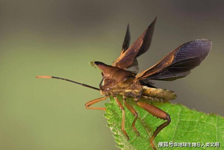 动物界全系列半翅目异翅亚目