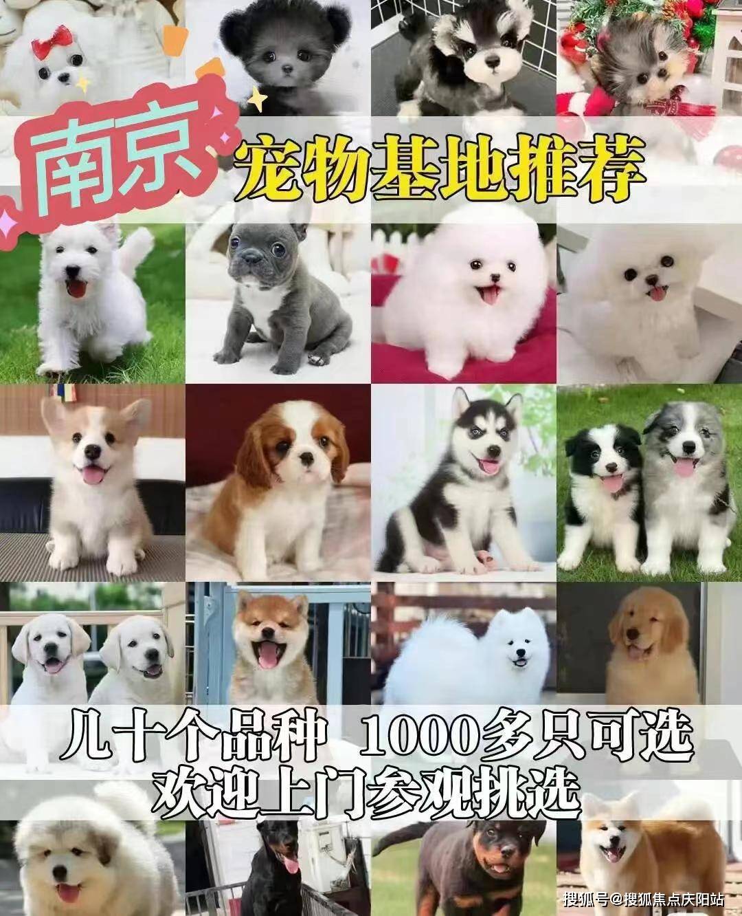 小型犬品种大全售价图片