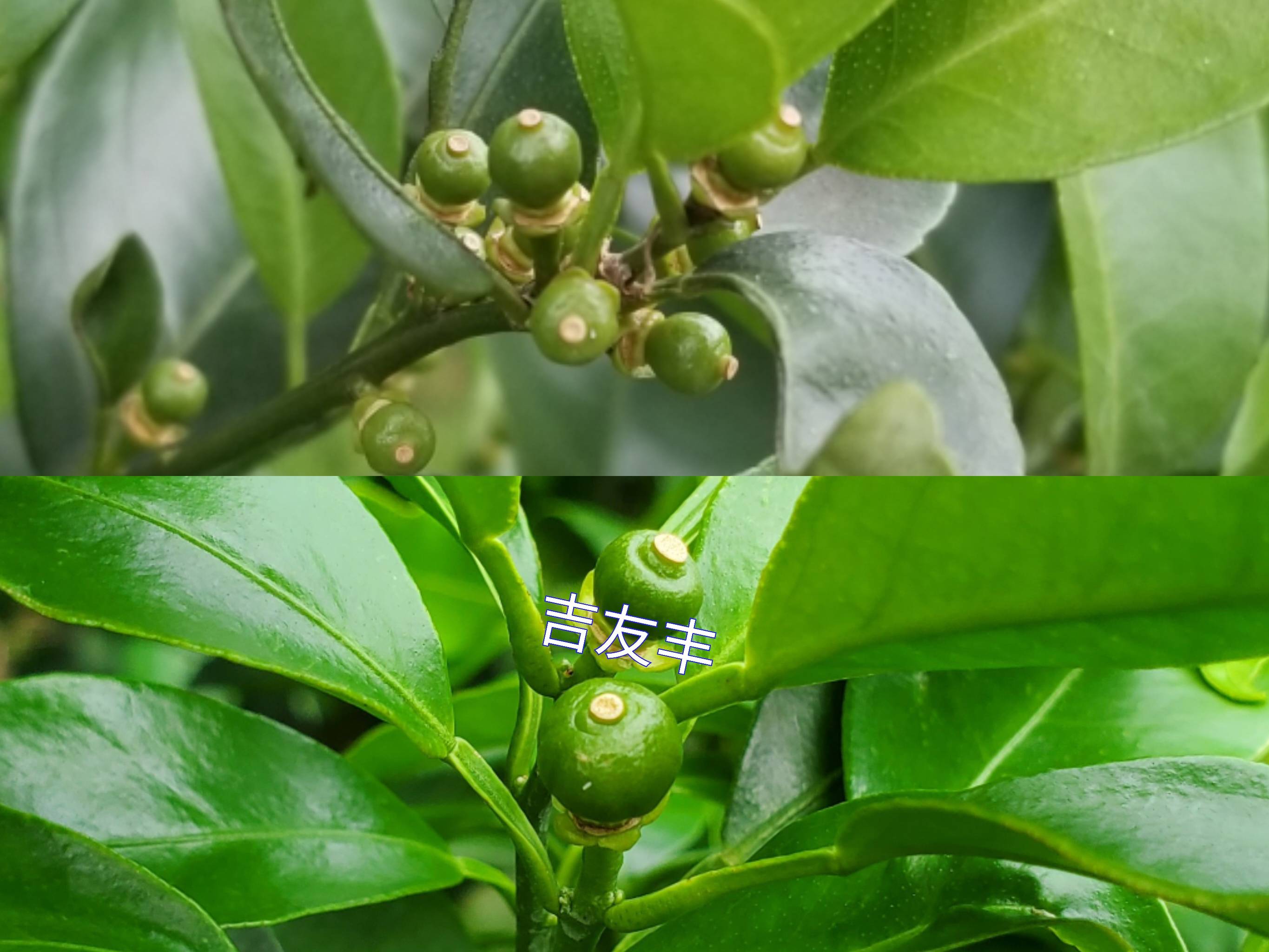 柑橘喷第二次保果方案时间调节剂叶面肥杀虫杀菌药剂等