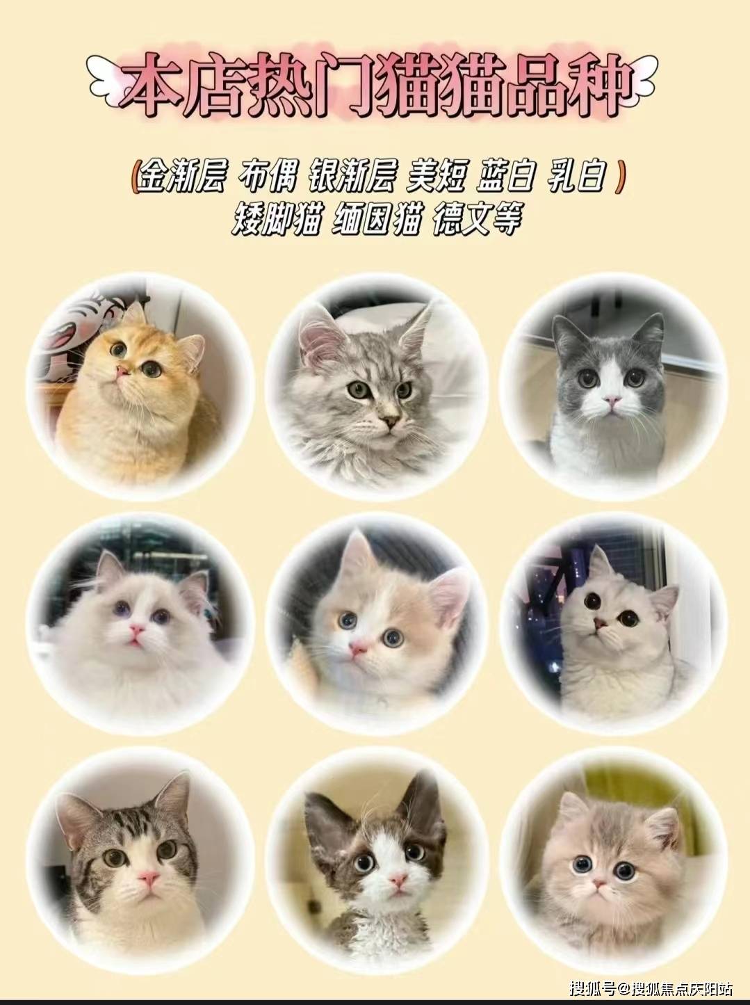 桂林买布偶首页网站丨布偶猫多少钱一只桂林布偶猫多少钱一只丨买宠物