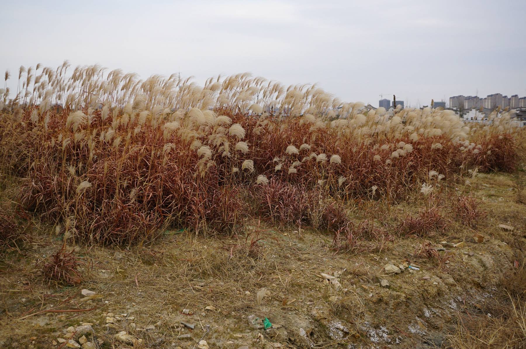 芦荻台图片