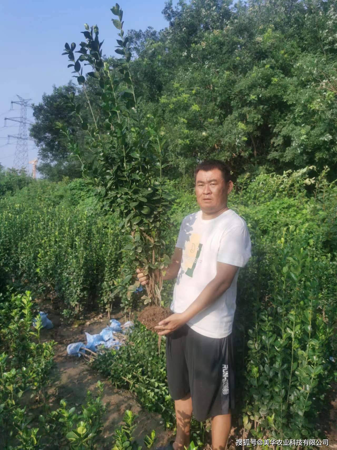 9℃的低温,耐旱能力也优于普通大叶黄杨.