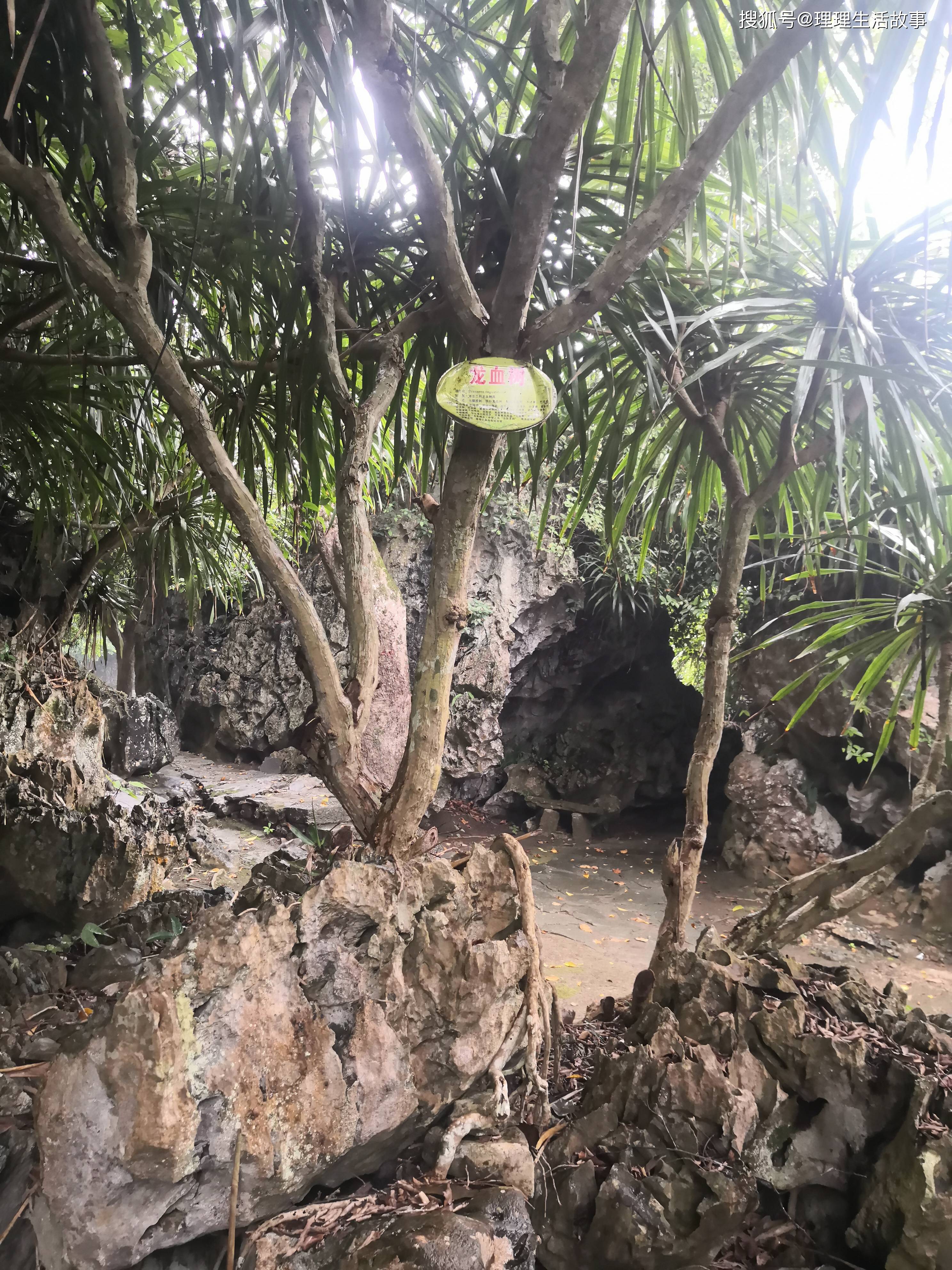 崇左石景林图片