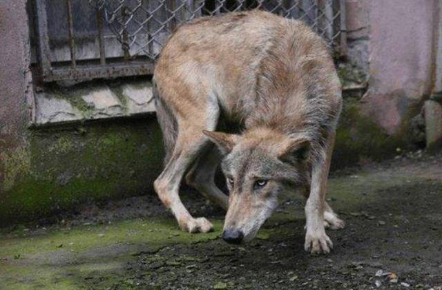 2010年成都女孩养狼做儿子11年后结局催人泪下