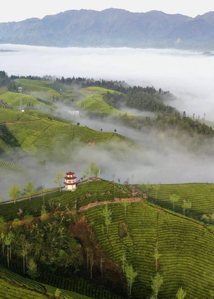 观光茶园:白雾似轻纱,茶山如碧海