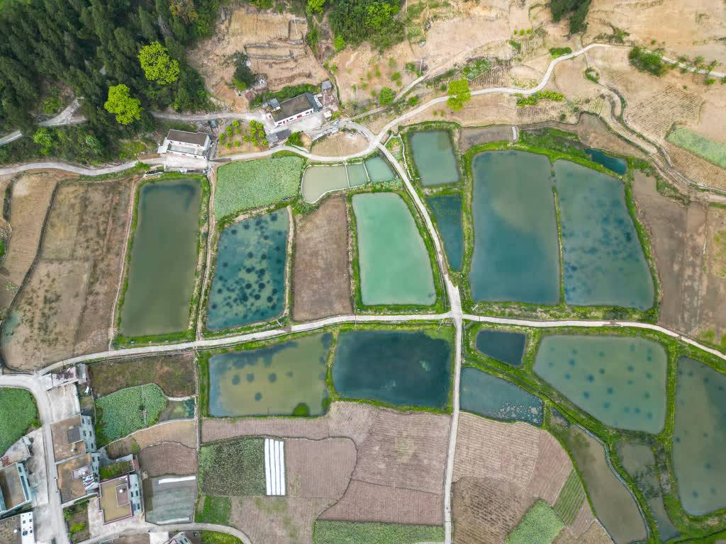 古蔺大村泉水小龙虾生态养殖引领新风尚