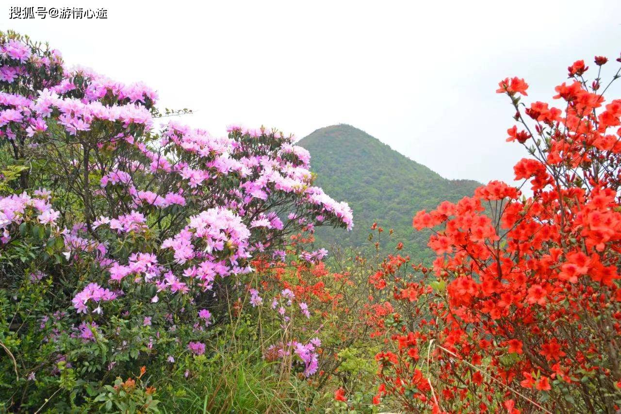 春风十里只为等你来,佛冈迳头通天蜡烛杜鹃花红如烈火,娇艳欲滴