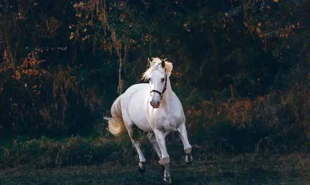 徐庶一眼就看出的卢马妨主为何师出同门的庞统看不出来