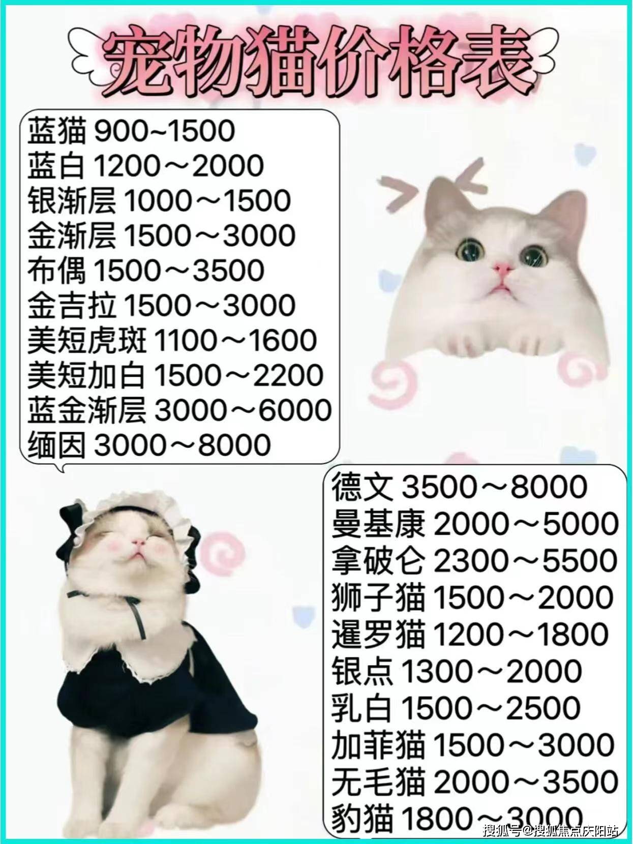 仙女猫多少钱一只图片