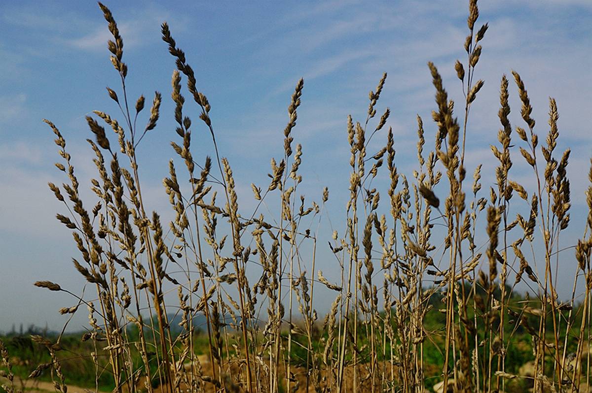 我见到的山东本土野生植物(78)茅香