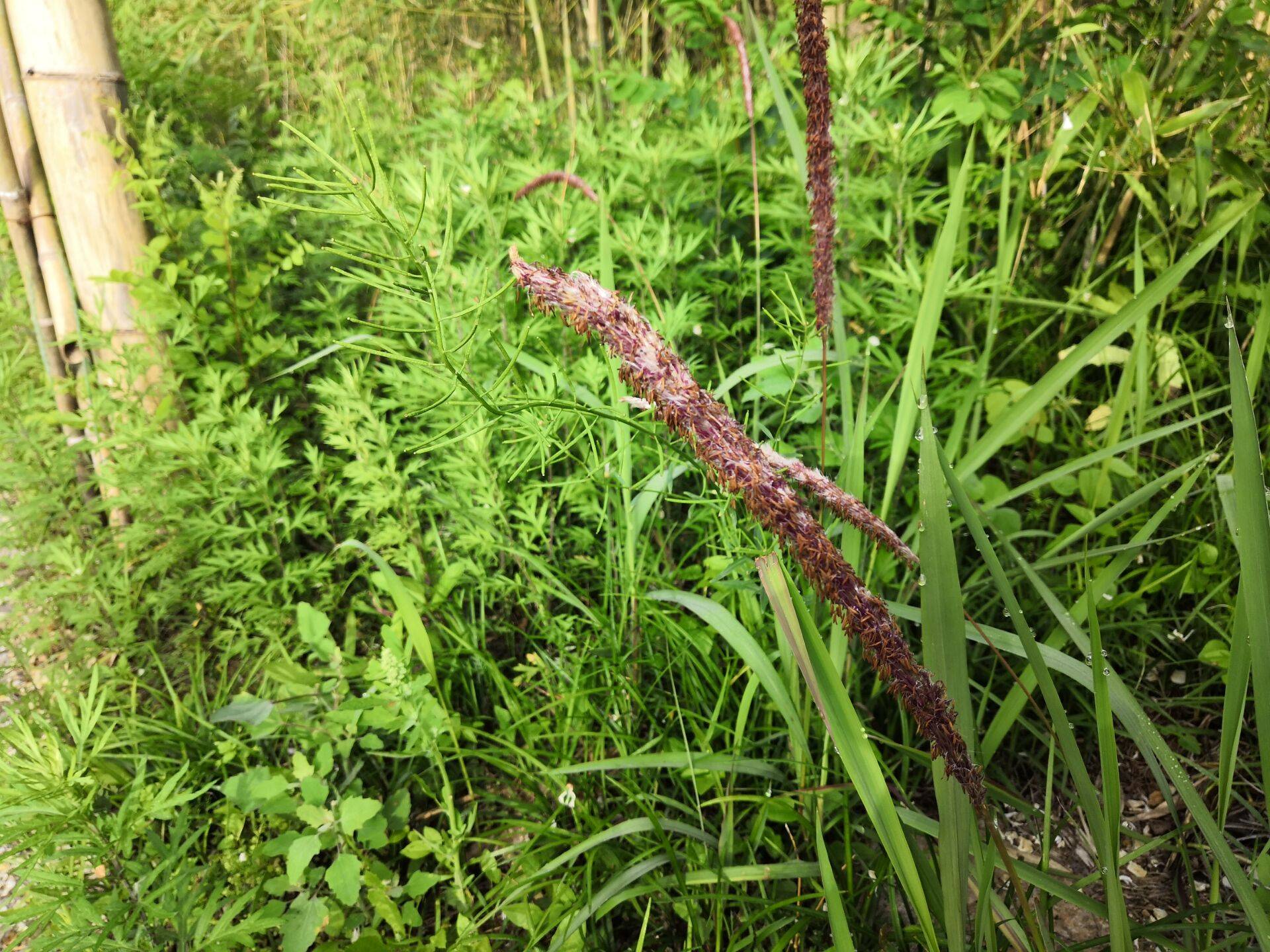 我见到的山东本土野生植物