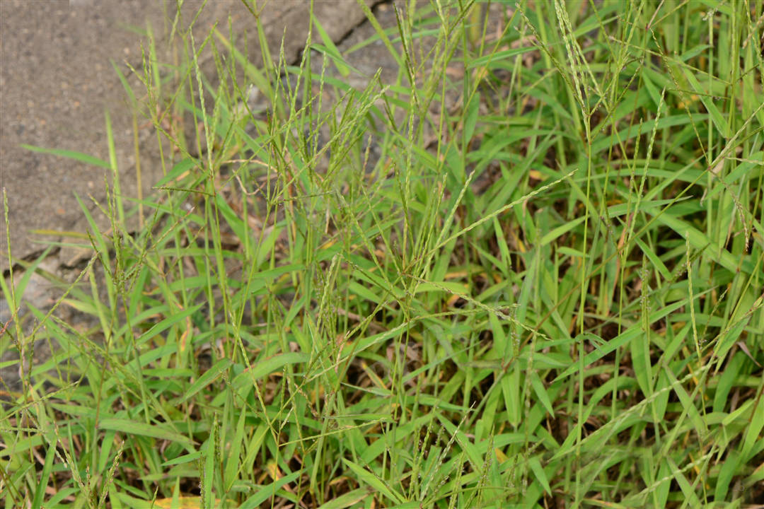 我见到的山东本土野生植物
