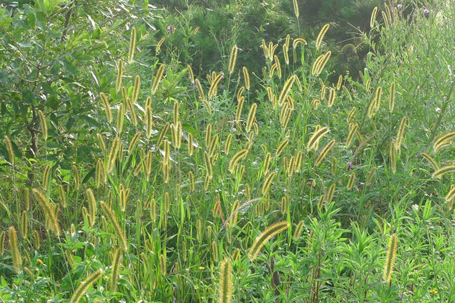 我见到的山东本土野生植物