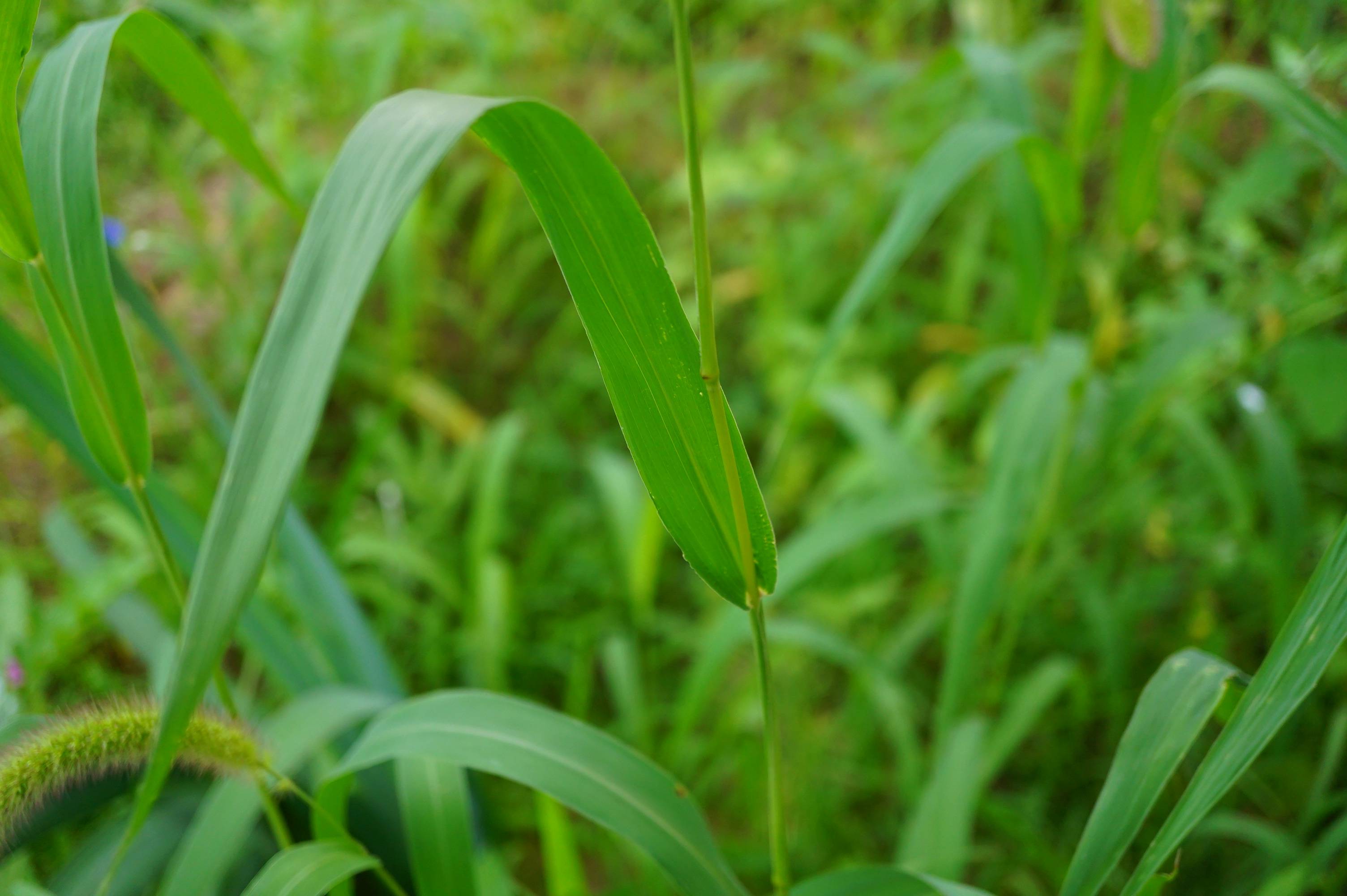 我见到的山东本土野生植物