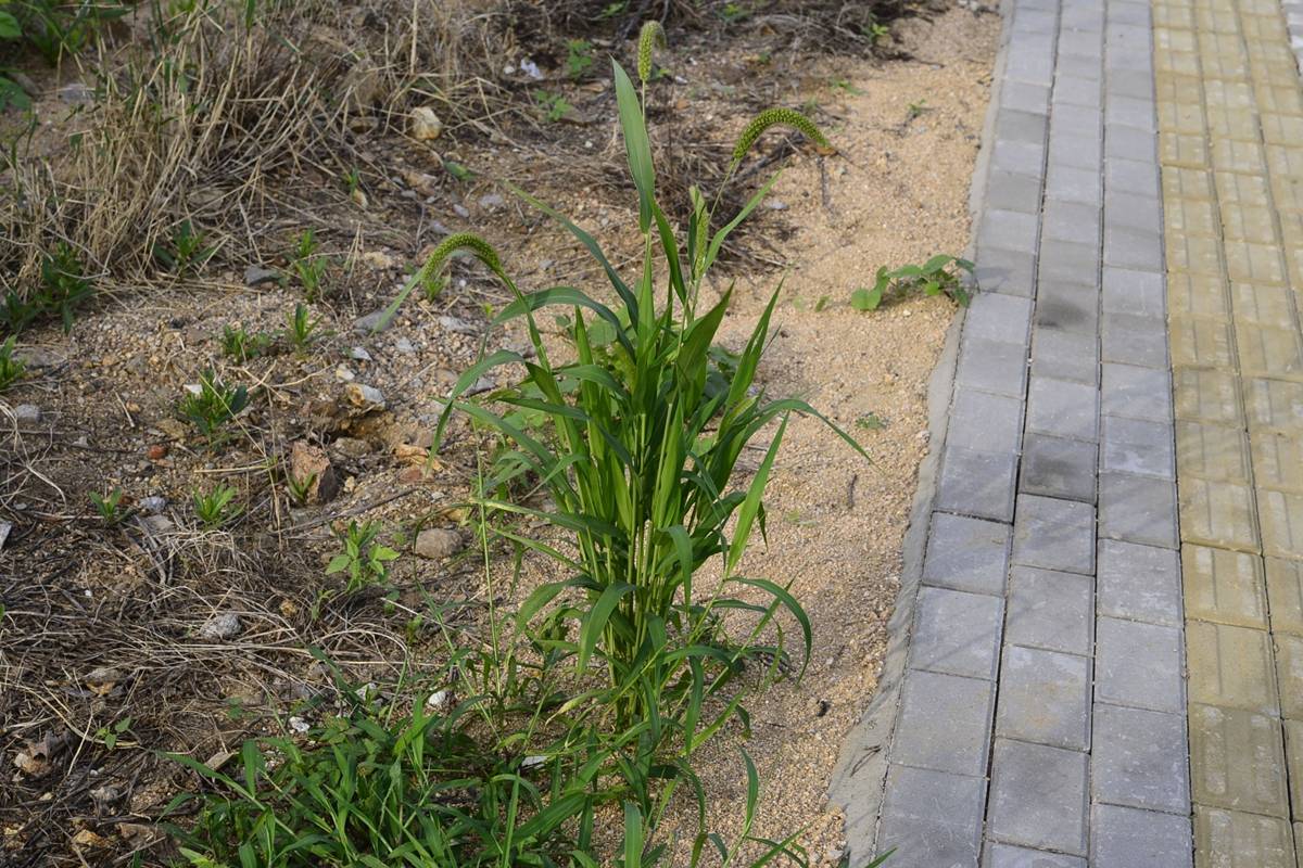 我见到的山东本土野生植物