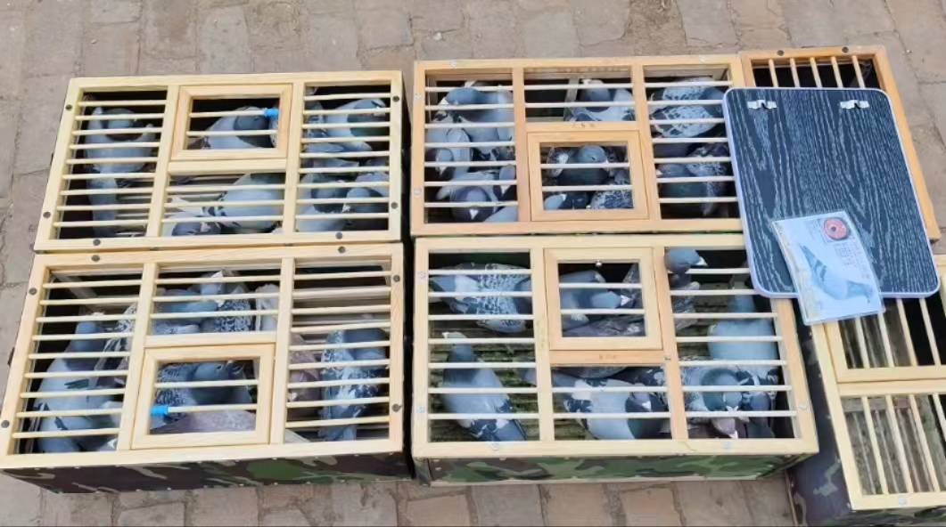 山西玖柒鸽舍:信鸽爱好者的专业之选