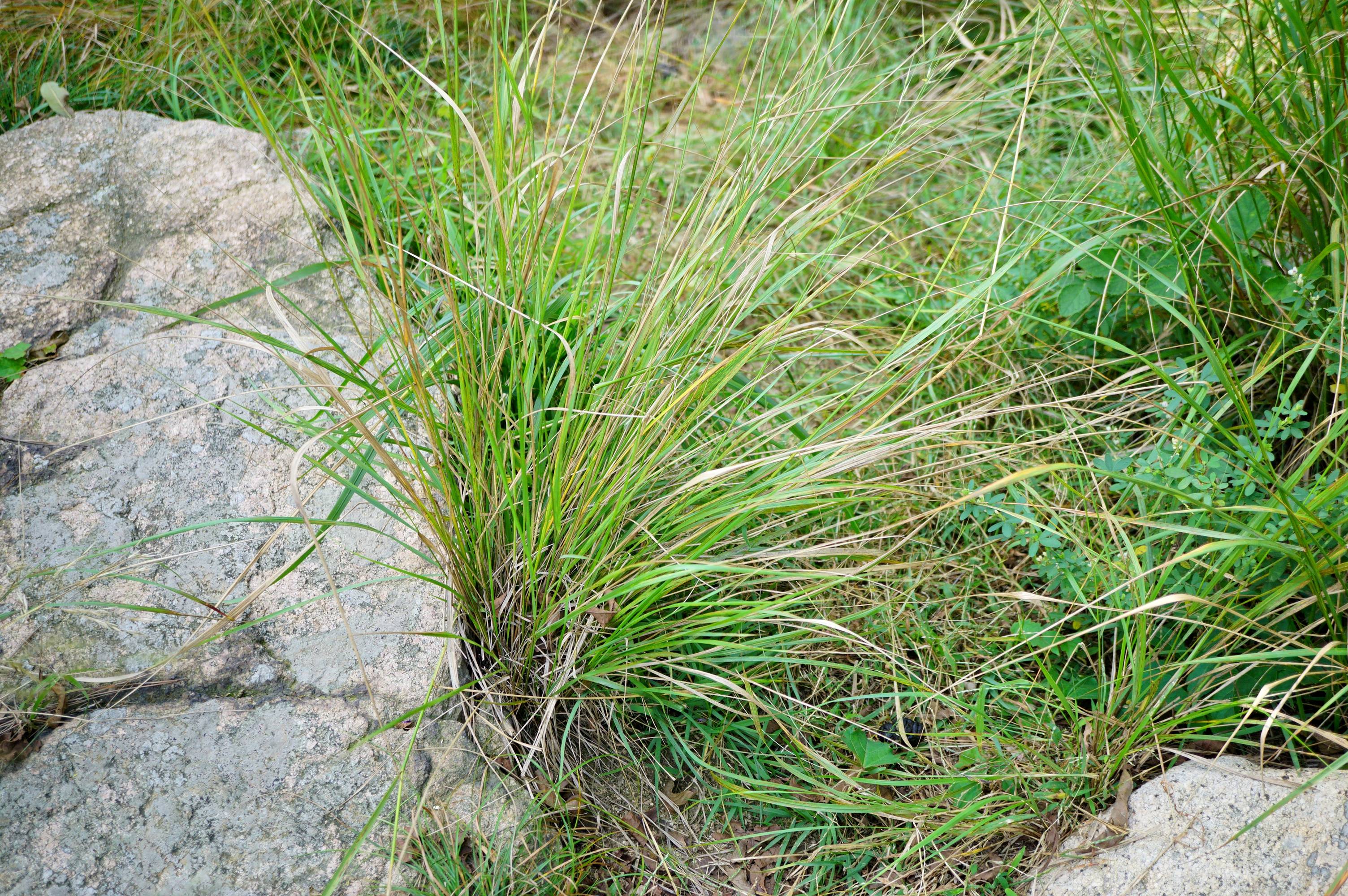 我见到的山东本土野生植物(121)京芒草(远东芨芨草)