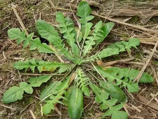 野菜花花菜图片及功效图片