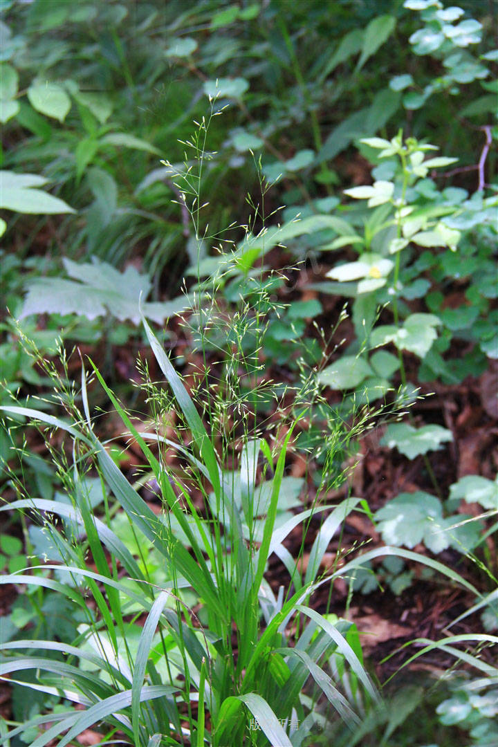 我见到的山东本土野生植物(129)龙常草
