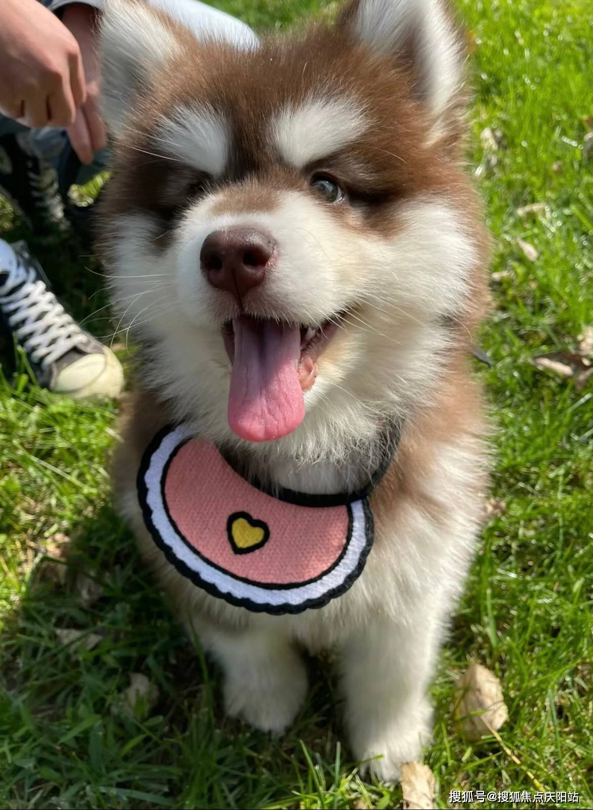 泸州买阿拉斯加犬首页网站(泸州江阴区)哪里可以买到品相好的阿拉斯加