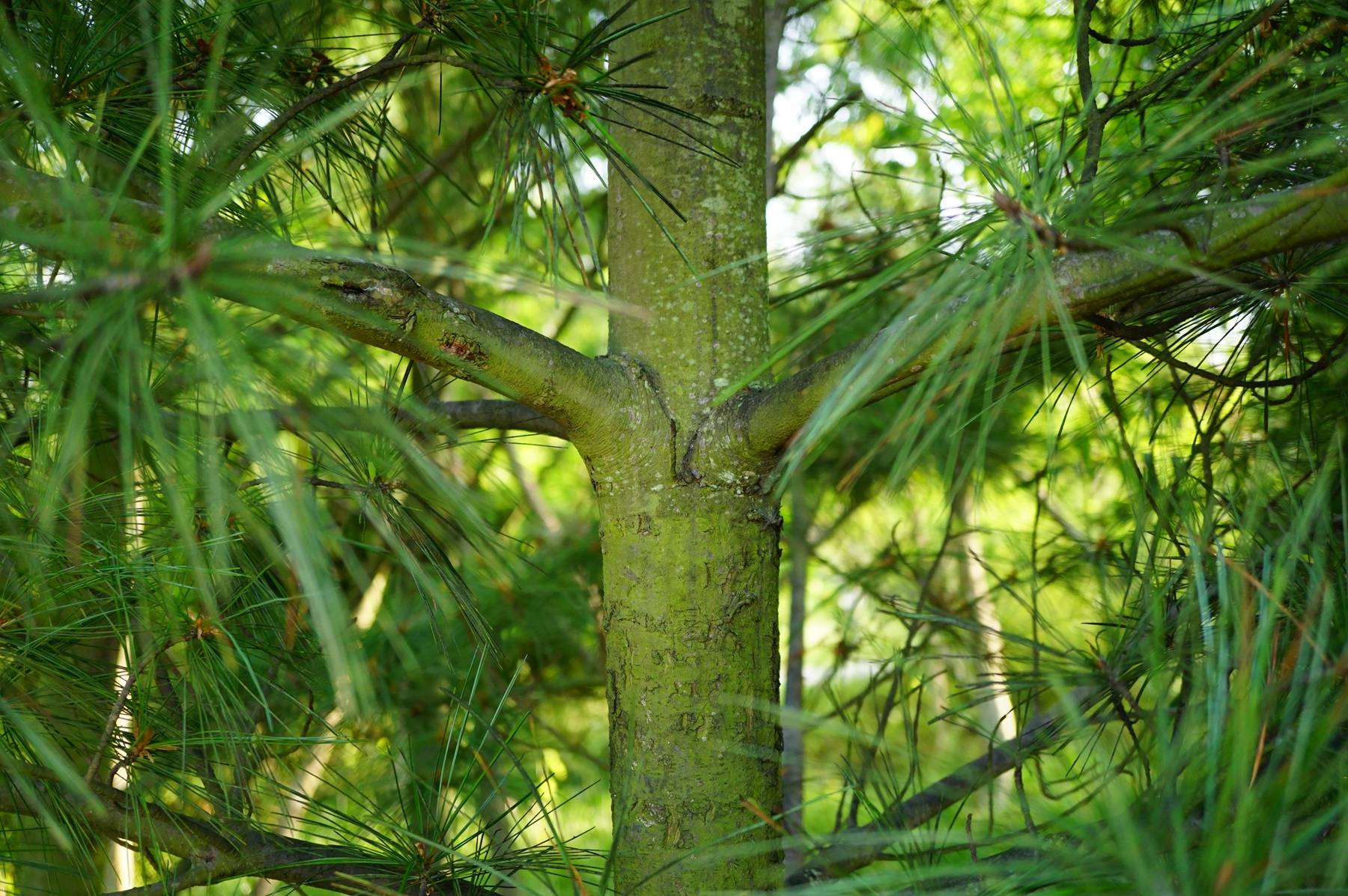 我见到的园林栽培植物