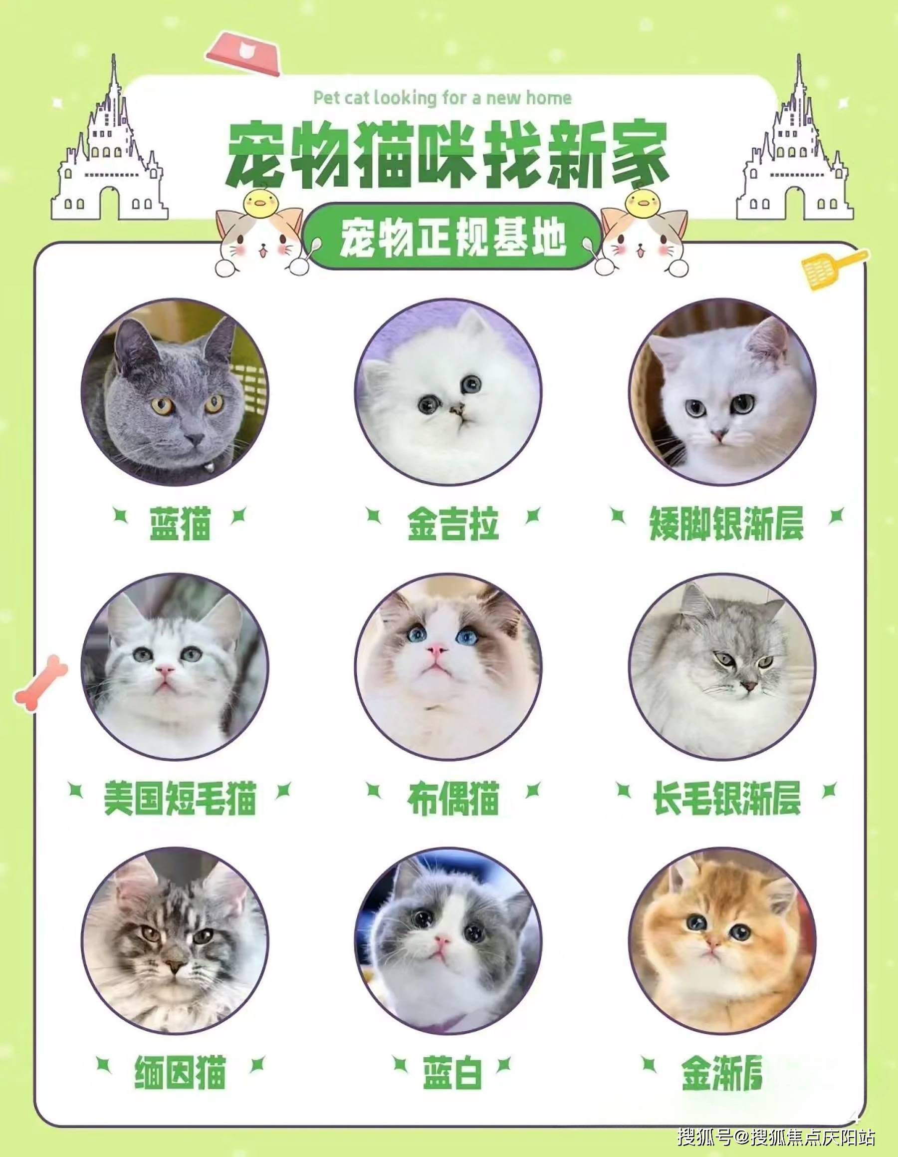 布偶猫颜色分类表图片